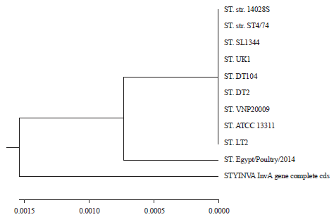 Image for - InvA Gene Sequencing of Salmonella typhimurium Isolated from Egyptian Poultry