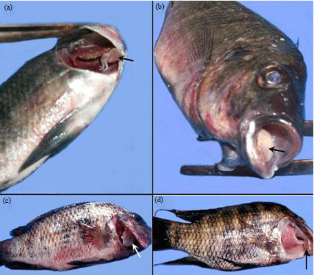 Image for - Nerocila bivittata Massive Infestations in Tilapia zillii with Emphasis on Hematological and Histopathological Changes