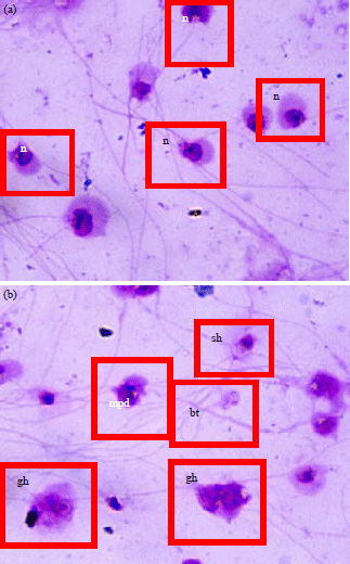 Image for - Effects of Exogenous Melatonin and Zinc Amino Acid on Male Clarias macrocephalus Broodstock