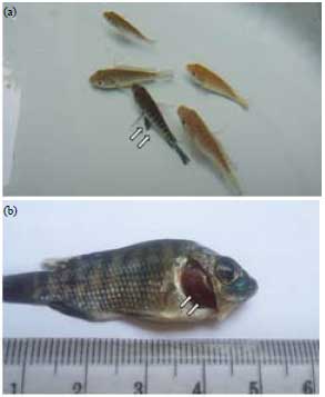 Image for - Clinical and Molecular Study of Koi Herpesvirus (KHV) Emerged in Oreochromis niloticus from Indonesia