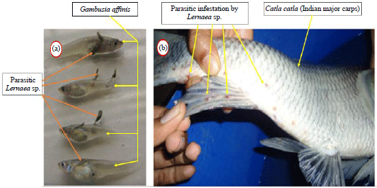 Image for - Molecular Detection of Mosquitofish (Gambusia affinis) in the South-western Region of Bangladesh