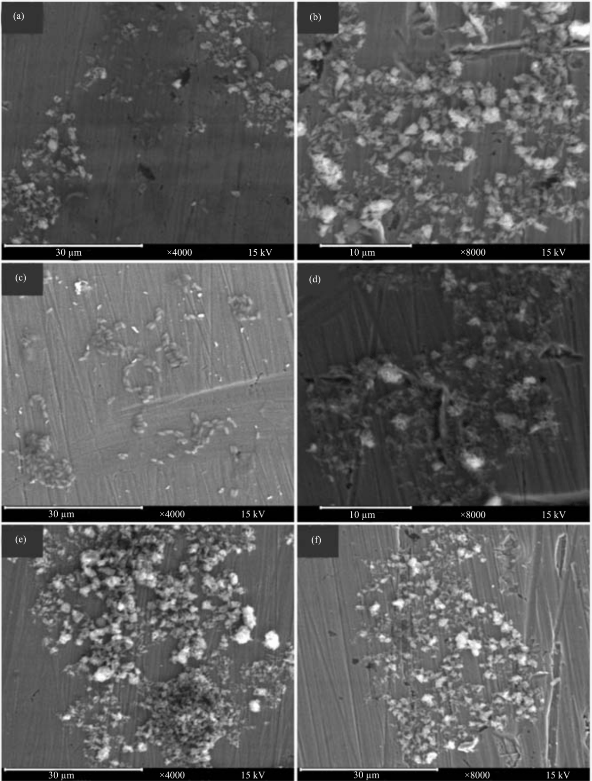 Image for - Impact of Marine Bacterial Adhesion on the Physico-chemical Properties of Stainless Steel Surfaces