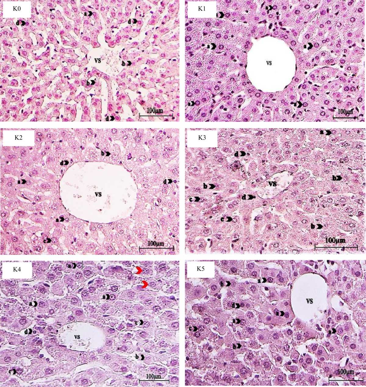 Image for - Effect of Merbau Wood Liquid Smoke (Intsia bijuga) in Correct Liver Cell Regeneration Mice (Mus musculus) Exposed to Boraks