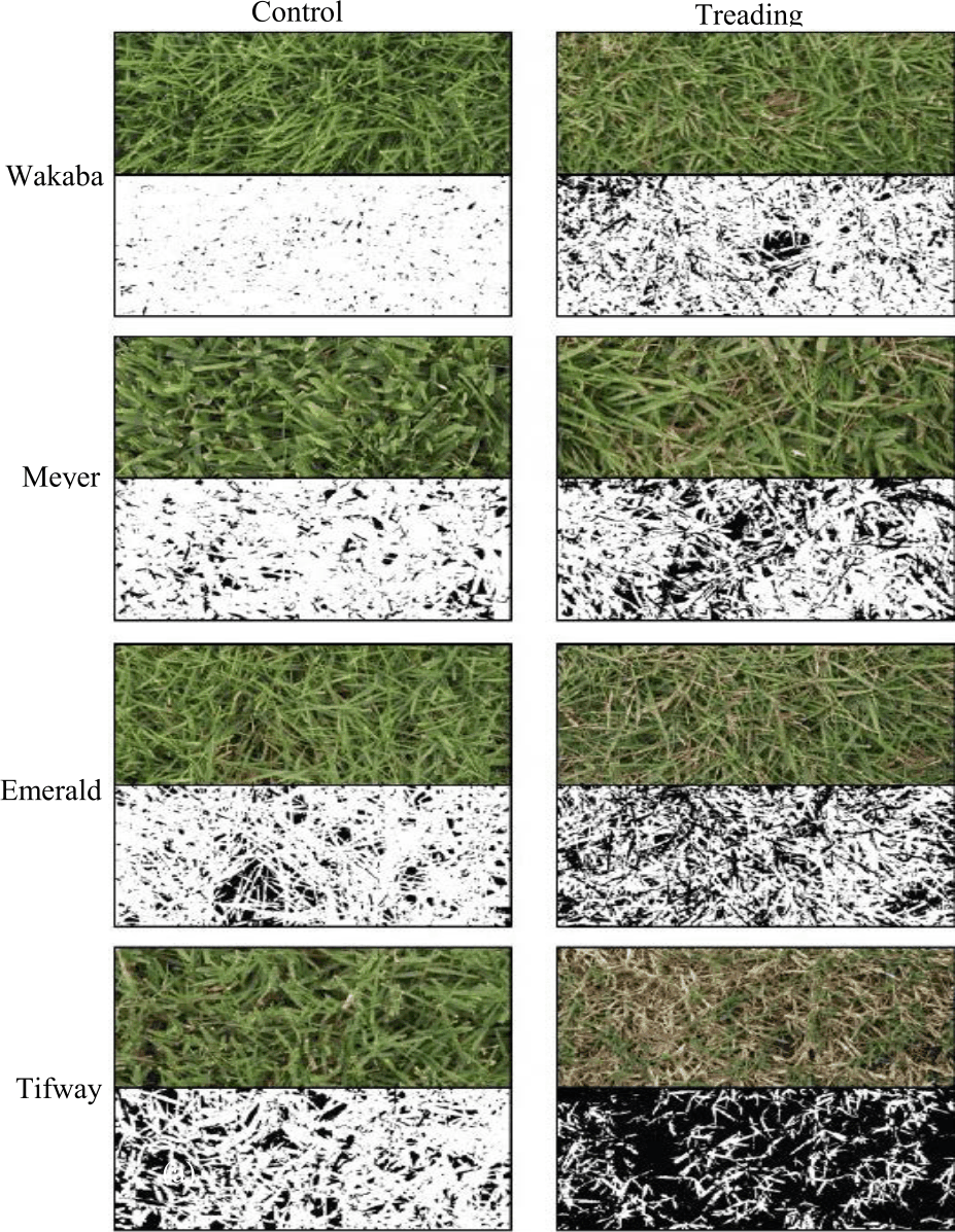 Image for - Evaluation of Treading Resistance Using a Modified Treading Load System in Turfgrass