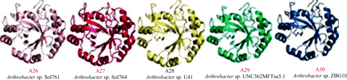 Image for - In silico Structural Modelling and Comparative Analysis of β-mannanases from Psychrophilic and Mesophilic Arthrobacter sp.