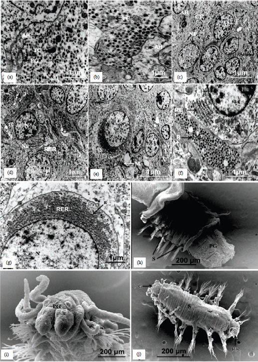Image for - Regeneration of the Posterior Segments in the Clam Worm Platynereis dumerilii (Audouin and Milne Edwards, 1833) (Polychaeta, Phyllodocida)