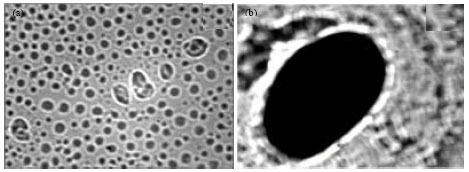 Image for - Elaboration and Characterization of Polyurethane-based Microcapsules: Application in Textile