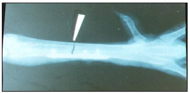 Image for - Effects of Different Fixation Devices on Fracture Treatment and Evaluation by Radiography in Birds