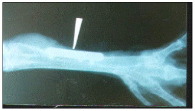 Image for - Effects of Different Fixation Devices on Fracture Treatment and Evaluation by Radiography in Birds
