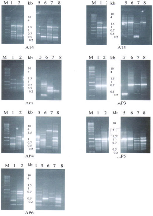 Image for - DNA-fingerprints and Phylogenetic Studies of Some Chitinolytic Actinomycete Isolates