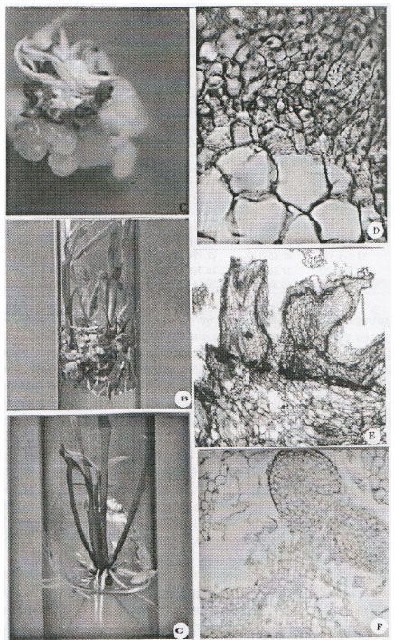 Image for - Somatic Embryogenesis and Plant Regeneration from Immature Embryo Derived Callus of Inbred Maize (Zea mays L.)