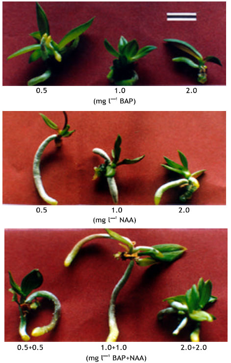 Image for - Effects of Plant Growth Regulators on Callus Proliferation, Plantlet Regeneration and Growth of Plantlets of Doritaenopsis Orchid