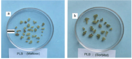 Image for - Effects of Carbohydrates on Callus Growth and Callus Derived Plantlet Regeneration  in Doritaenopsis Orchid