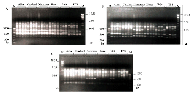 Image for - Molecular Characterization of Potato Germplasm by Random Amplified Polymorphic DNA Markers