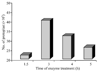 Image for - Investigation of the Best Time of Enzyme Treatment in Order to Isolate the Protoplast from Embryogenic Callus of Saffron (Crocus sativus L.)