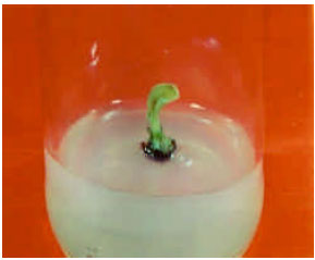 Image for - High Frequency Plant Regeneration of a Dessert Banana Cv. Mehersagar for Commercial Exploitation