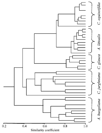 Image for - Morphological and Molecular Diversity among Casuarina and Allocasuarina Species