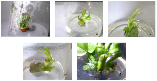Image for - In Vitro Micropropagation of (Vicia faba L.) Cultivars ‘Waza Soramame and Cairo 241’ by Nodal Explants Proliferation and Somatic Embryogenesis