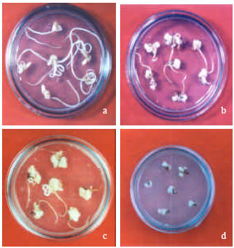 Image for - Stimulatory Effects of Casein Hydrolysate and Proline in in vitro Callus Induction and Plant Regeneration from Five Deepwater Rice (Oryza sativa L.)