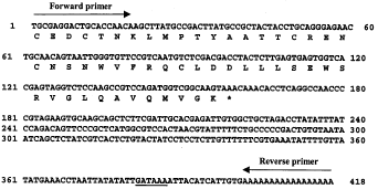 Image for - Isolation and Characterization of Three CDNAs Encoding CHH-family Peptides from the Crab Oziotelphusa senex senex