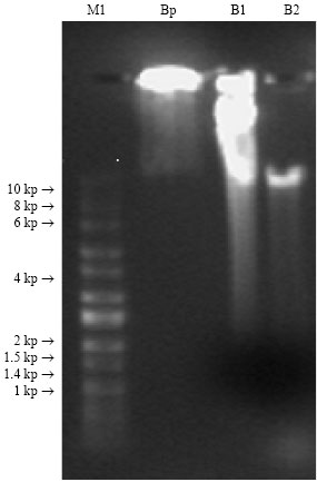 Image for - Influence of Two Genomic Dna Extraction Methods on Dna Quantity and Quality Extracted from Barley in Jordan