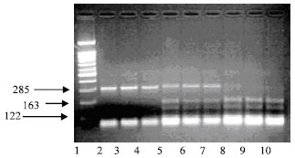 Image for - A PCR-RFLP Method for the Analysis of Egyptian Goat MHC Class II DRB Gene