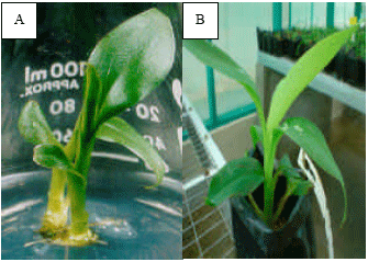 Image for - Particle Bombardment-mediated Co-transformation of Chitinase and β-1, 3 Glucanase Genes in Banana