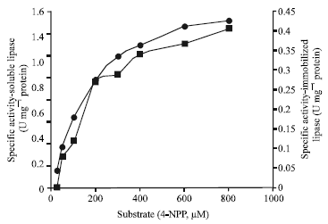 Image for - Immobilization of Penicillium citrinum Lipase on Ferromagnetic Azide-Dacron