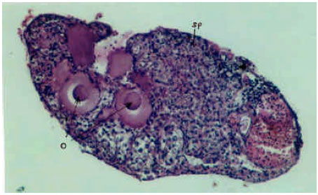 Image for - The Effect of Estradiol Valerate on Sex Reversal of Rainbow Trout, Oncorhynchus mykiss