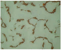 Image for - Production of Antimicrobial Agents from Thermophilic Yersinia sp.1 and Aeromonas hydrophila Isolated from Hot Spring in Jordan Valley