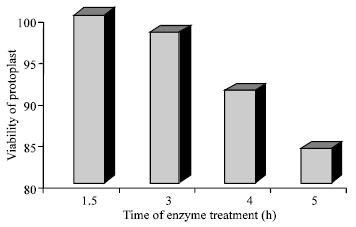 Image for - Investigation of the Best Time of Enzyme Treatment in Order to Isolate the Protoplast from Embryogenic Callus of Saffron (Crocus sativus L.)