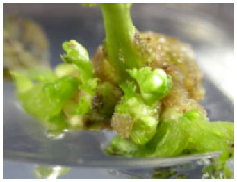 Image for - In Vitro Micropropagation of (Vicia faba L.) Cultivars ‘Waza Soramame and Cairo 241’ by Nodal Explants Proliferation and Somatic Embryogenesis