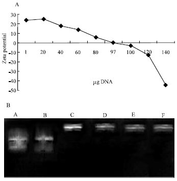 Image for - High Transformation Efficiency of Escherichia coli with Plasmids by Adding Amino Modified Silica-nanoparticles