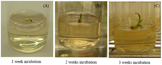 Image for - Disease-free Production of Sugarcane Varieties (Saccharum officinarum L.) Using in vitro Meristem Culture
