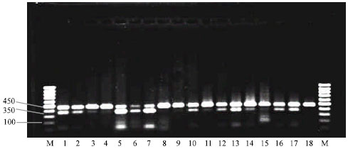 Image for - Molecular Characterization of CSN3 Alleles in Sarabi and Holstein using PCR-RFLP