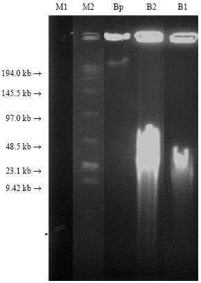 Image for - Influence of Two Genomic Dna Extraction Methods on Dna Quantity and Quality Extracted from Barley in Jordan
