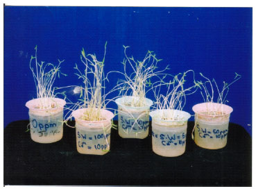 Image for - The Inhibition of Bean Plant Metabolism by Cd Metal and Atrazine III: Effect of Seaweed Codium iyengarii on Metal, Herbicide Toxicity and Rhizosphere of the Soil