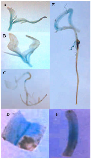 Image for - T-DNA Transfer and GUS Expression in Agrobacterium-mediated Transformation of C. annuum under a Range of in vitro Culture Conditions