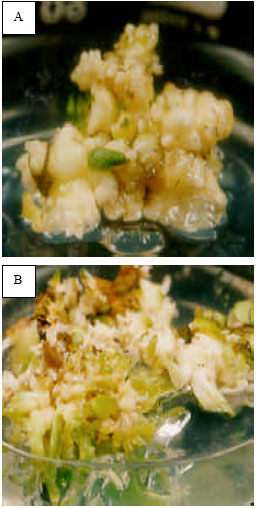 Image for - Particle Bombardment-mediated Co-transformation of Chitinase and β-1, 3 Glucanase Genes in Banana