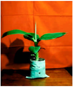 Image for - High Frequency Plant Regeneration of a Dessert Banana Cv. Mehersagar for Commercial Exploitation