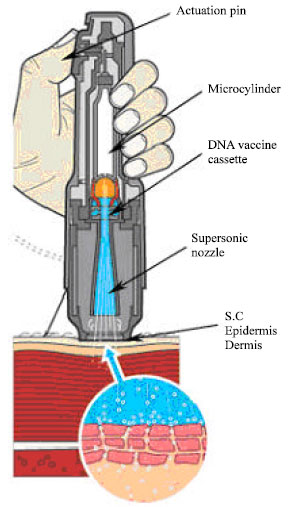Image for - A Device for the Targeting Delivery of Particulate DNA Vaccines