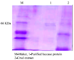 Image for - Isolation, Molecular Characterization and Reactivity with 2,6 Dichlorophenol of a Laccase and Isolation of Laccase Gene Specific Sequences from Lignin Degrading Basidiomycete Phanerochaete chrysosporium (TL 1)