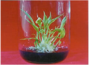 Image for - Regeneration of Ginger Plant from Callus Culture Through Organogenesis and Effect of CO2 Enrichment on the Differentiation of Regenerated Plant