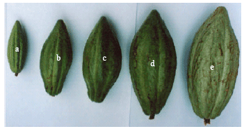 Image for - Implication of Cysteine, Glutathione and Cysteine Synthase in Theobroma cacao L. Zygotic Embryogenesis