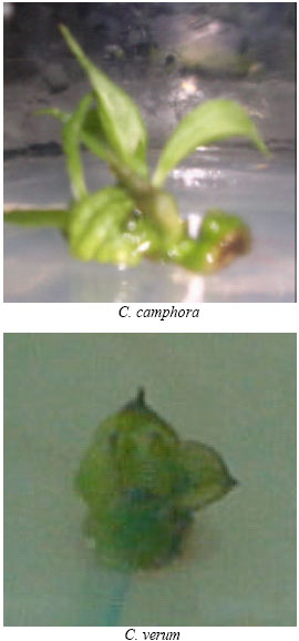 Image for - Tissue Culture and RAPD Analysis of Cinnamomum camphora and Cinnamomum verum