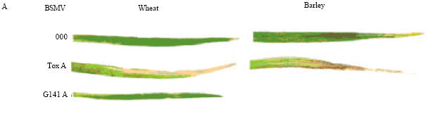 Image for - Dual Applications of a Virus Vector for Studies of Wheat-Fungal Interactions