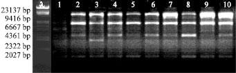 Image for - PCR-Based Genetic Diversity of Rapeseed Germplasm Using RAPD Markers 