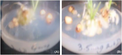 Image for - Optimization of in vitro Conditions for Callus Induction, Proliferation and Regeneration in Wheat (Triticum aestivum L.) Cultivars