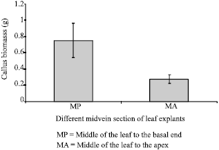 Image for - Induction of Somatic Embryogenic Callus From the Leaves of Pereskia grandifolia