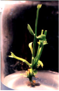 Image for - In vitro Root Formation in Micropropagated Shoots of Jojoba (Simmondsia chinensis)